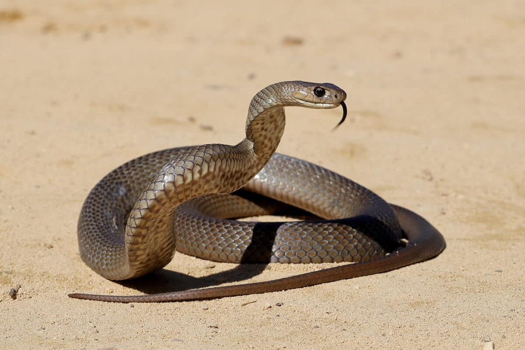 What to do if you've been bitten by a snake