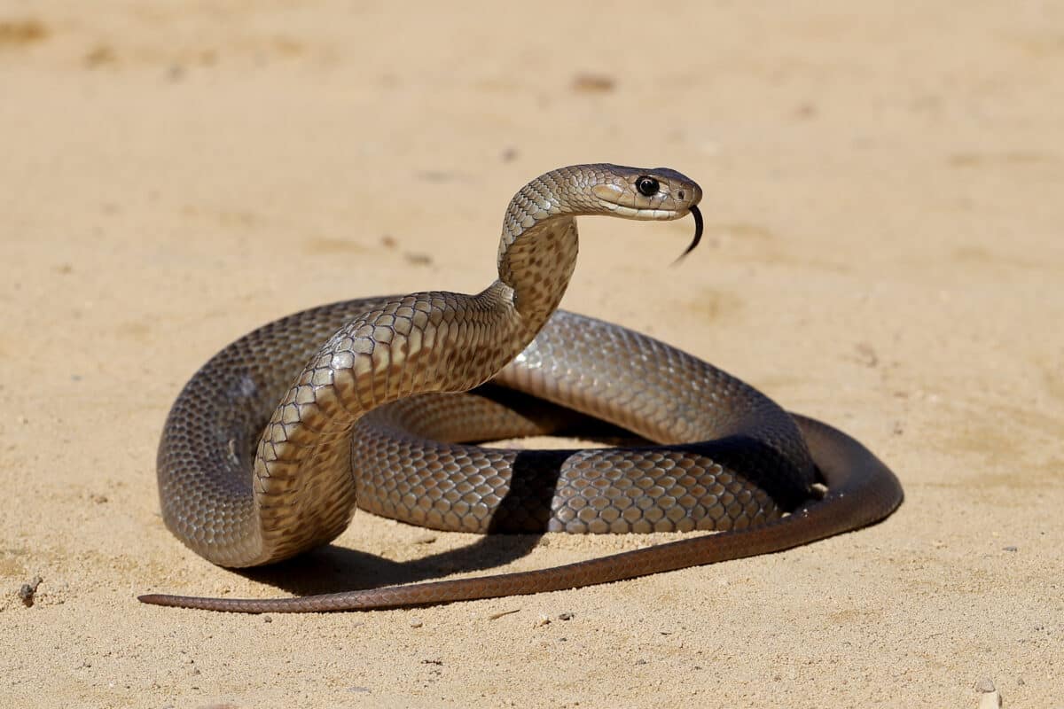 What to do if you've been bitten by a snake
